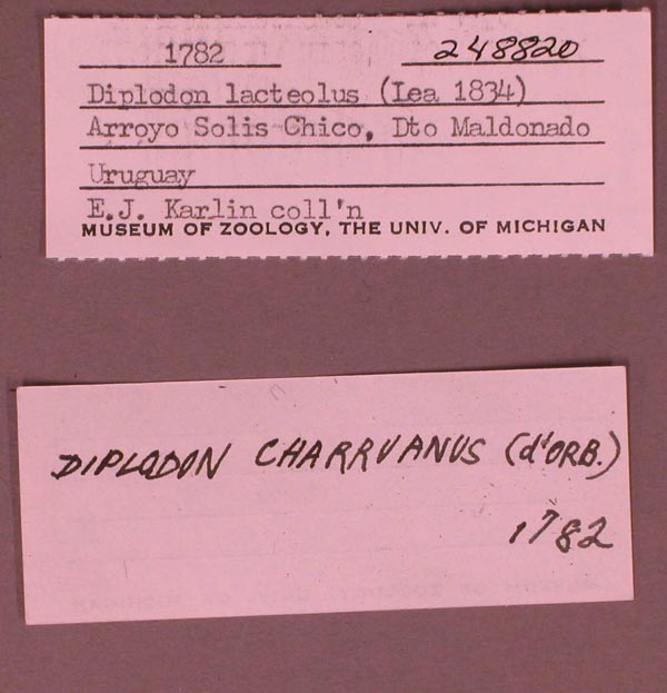 specimen