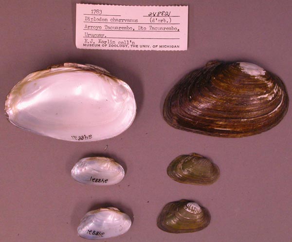 image of lot UMMZ_248821 image of lot UMMZ_248821