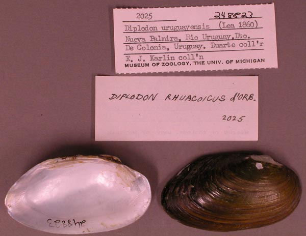 specimen