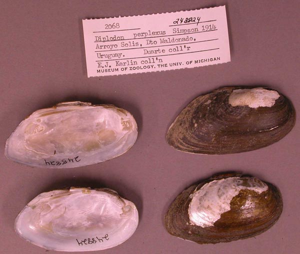 specimen