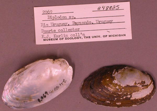 specimen