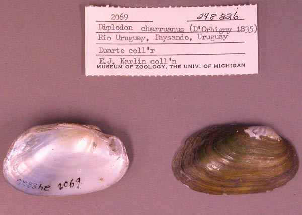 specimen