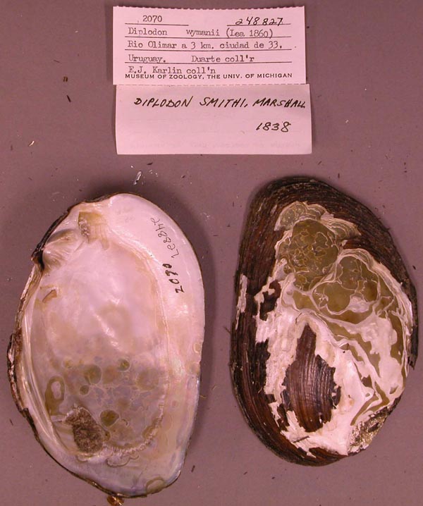 specimen