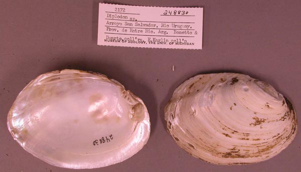 specimen