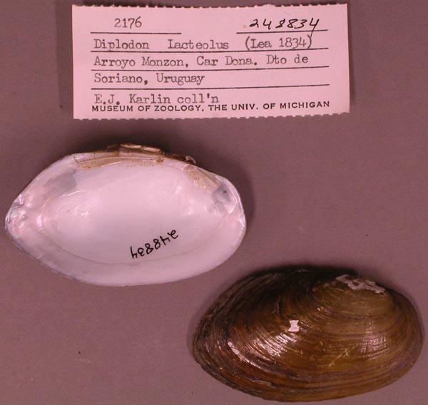 specimen