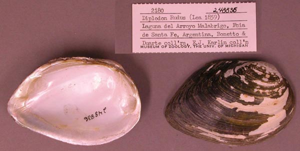 specimen