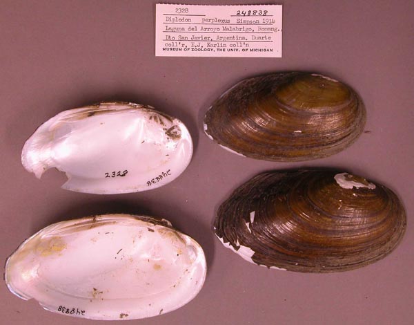 specimen