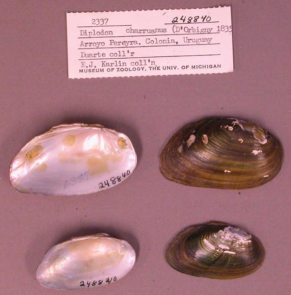 specimen