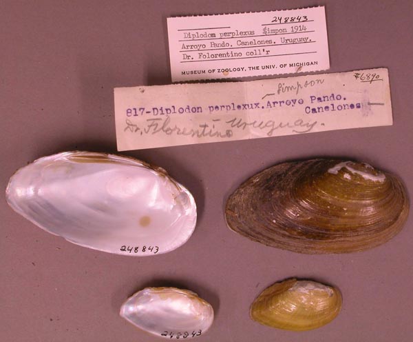 image of lot UMMZ_248843 image of lot UMMZ_248843