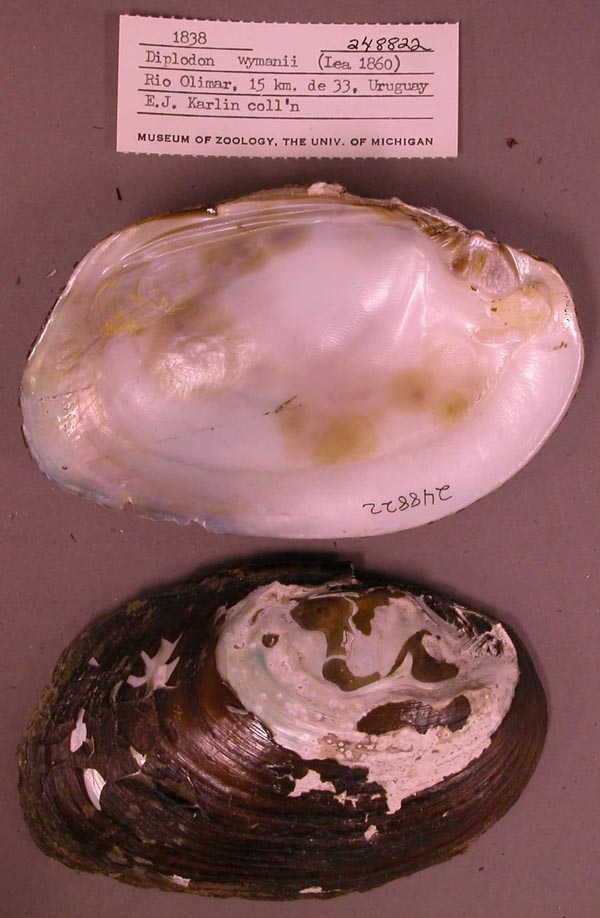 specimen