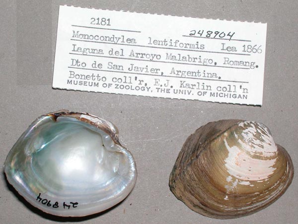 specimen