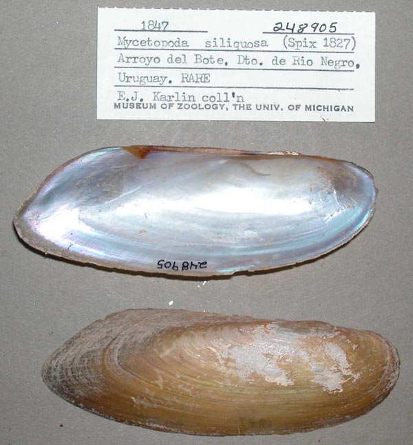 specimen