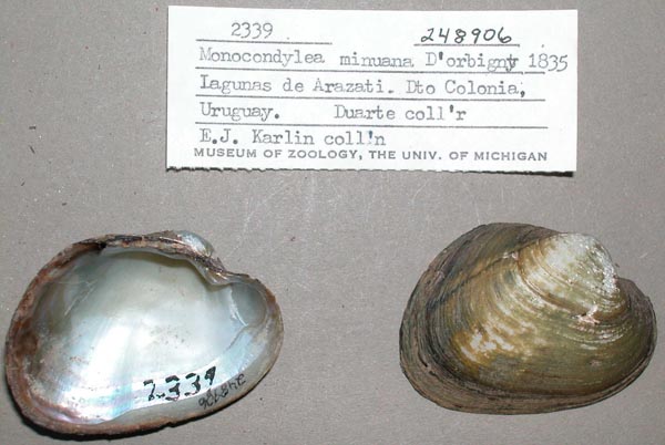 specimen