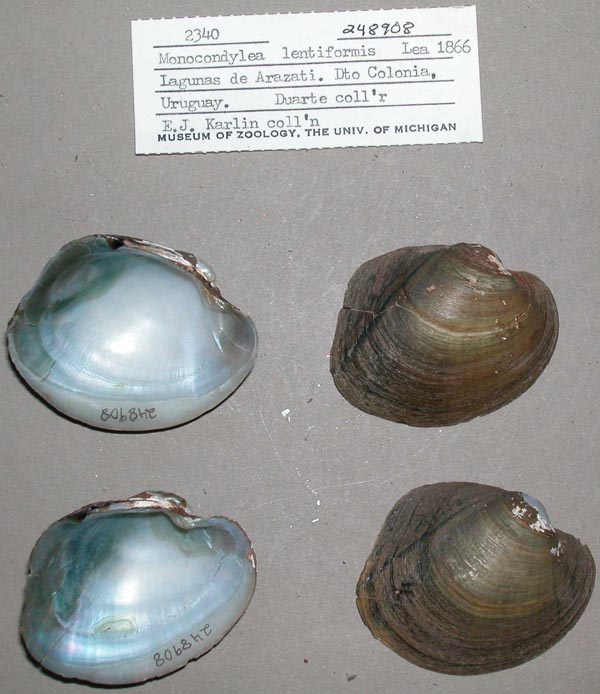 specimen