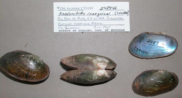 specimen