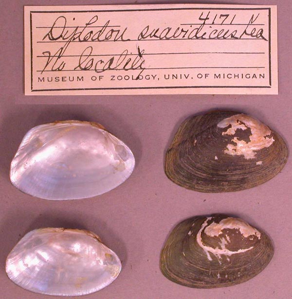 specimen