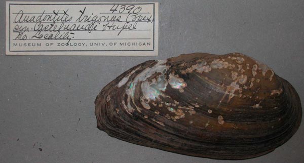 specimen