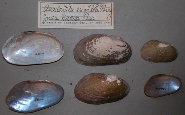 specimen