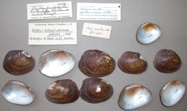 image of lot UMMZ_51778 image of lot UMMZ_51778