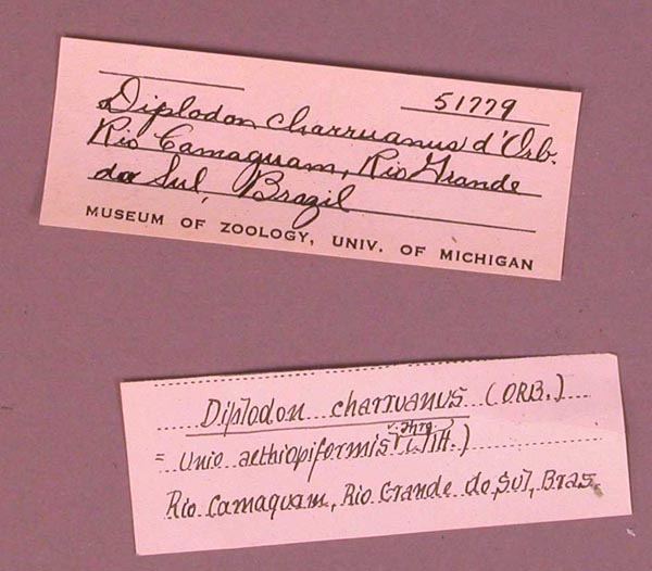 specimen