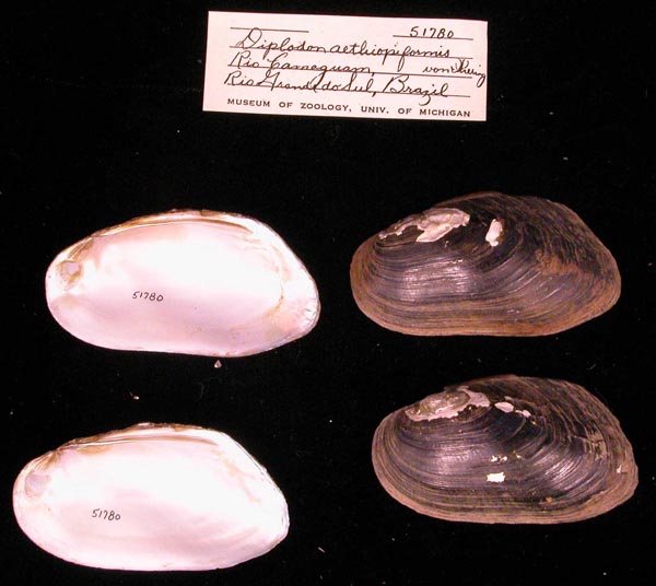 specimen