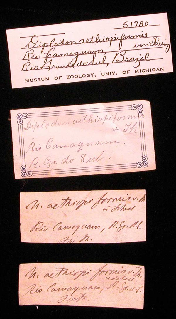 specimen