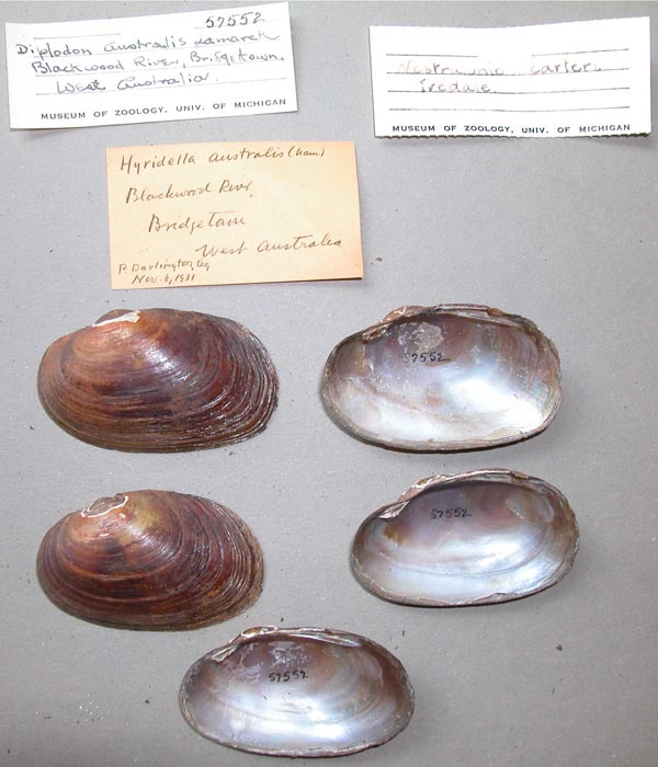 specimen