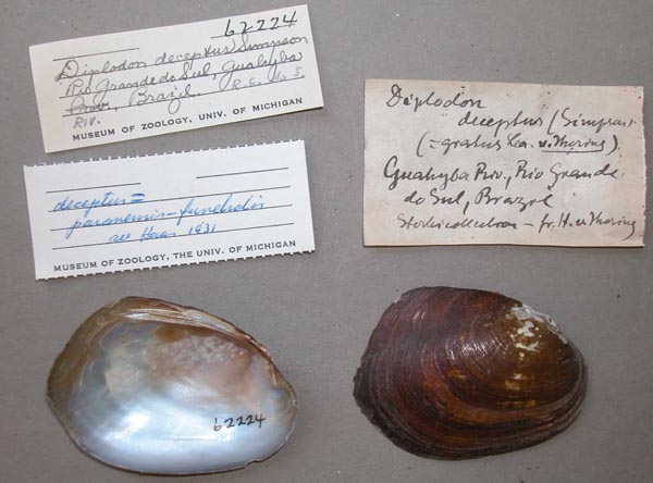 specimen