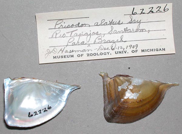 specimen