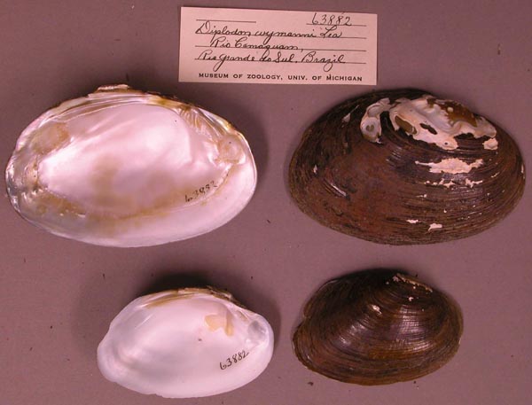 specimen