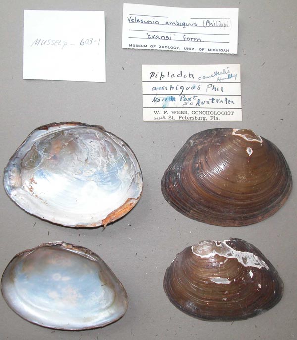 specimen
