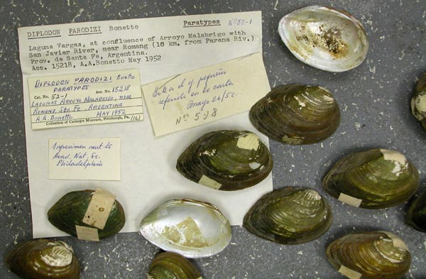 specimen