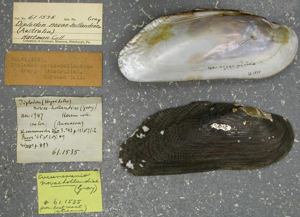 specimen