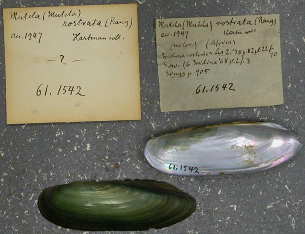 specimen