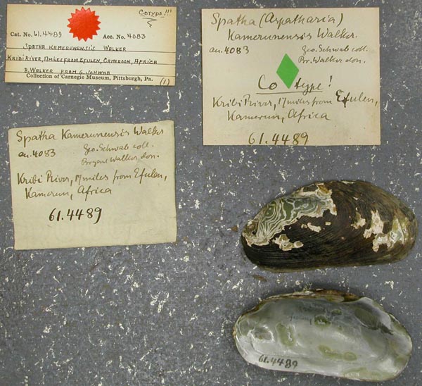 specimen