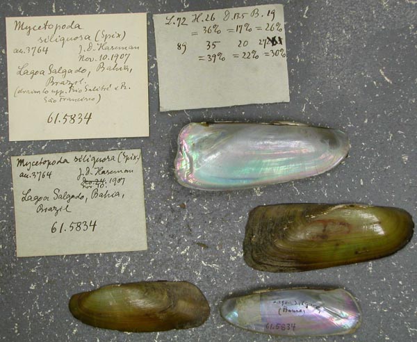 specimen