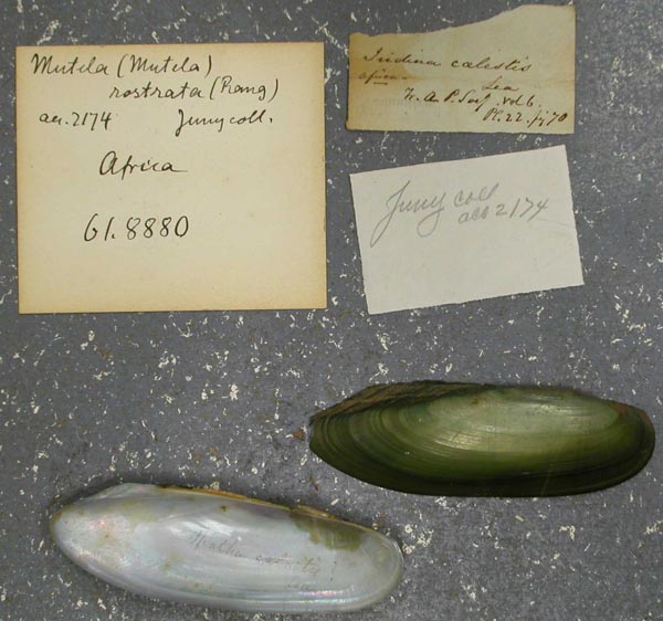 specimen