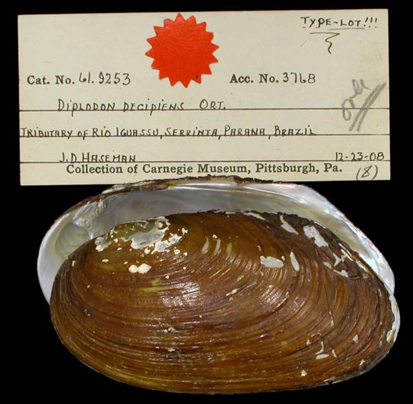 specimen