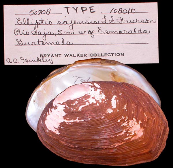 specimen