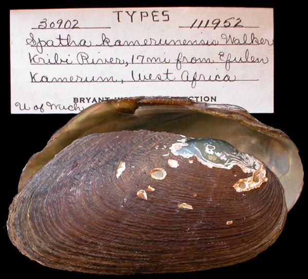 specimen