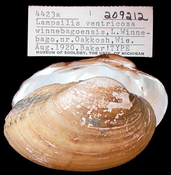 specimen
