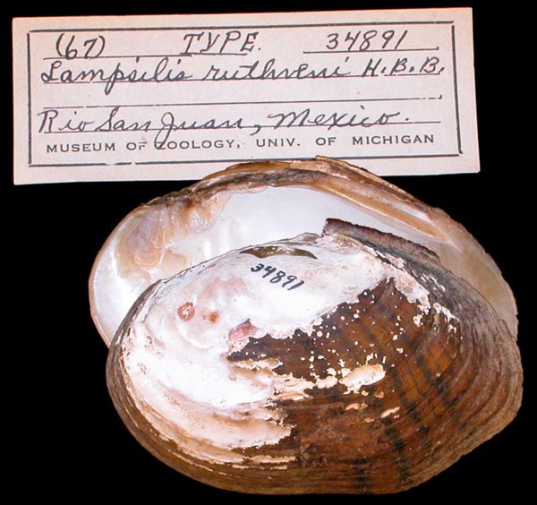 specimen