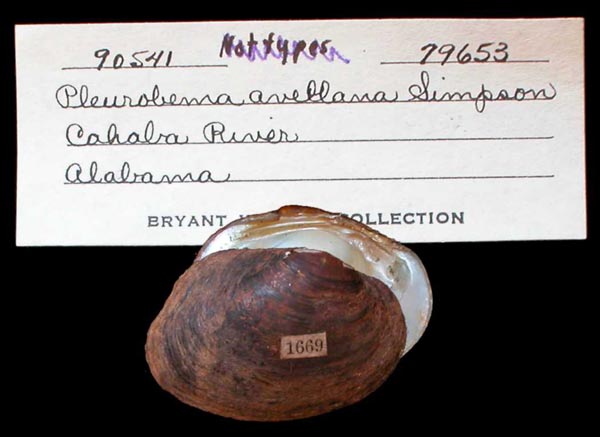 specimen