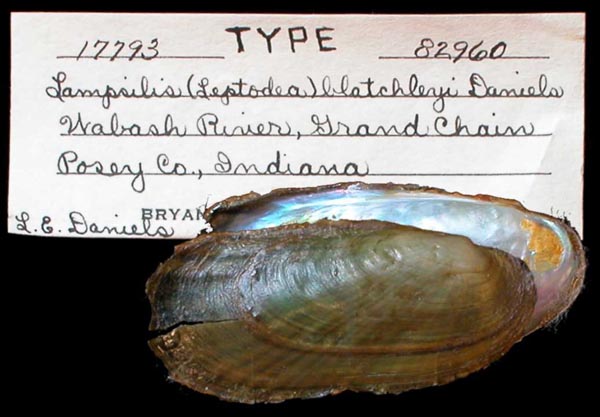 specimen