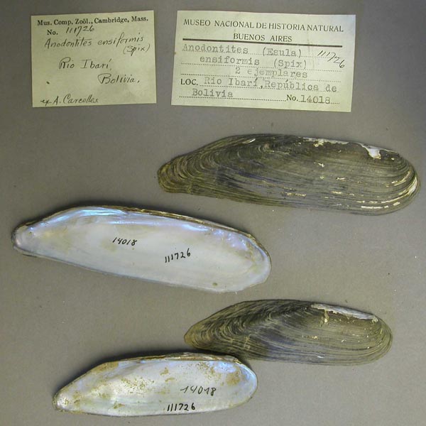 specimen