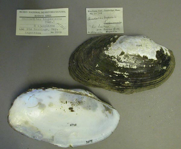 specimen