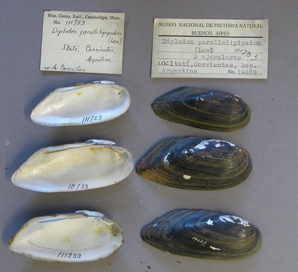 specimen