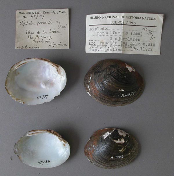 specimen