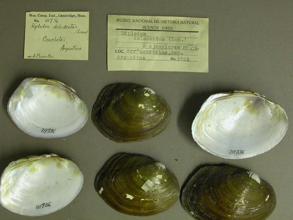 specimen
