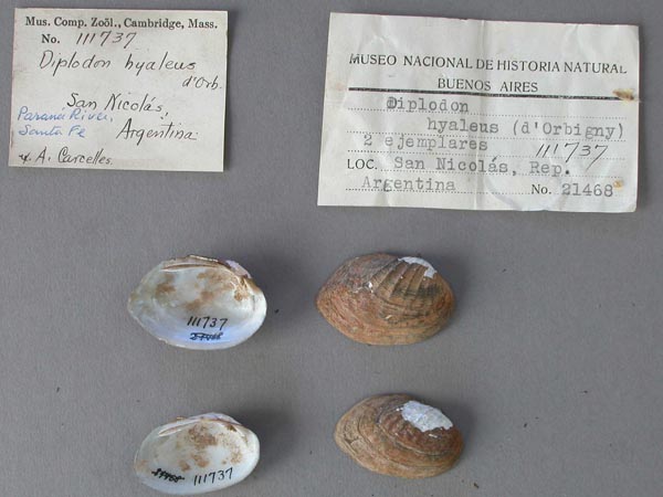 specimen